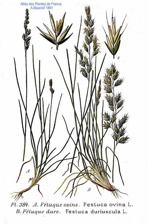 Genoeg schapengras op kalkrijke grond, winterhard.