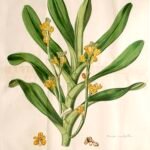 Botanische illustratie van Acampe rigida orchidee met gele bloemen uit 1821.