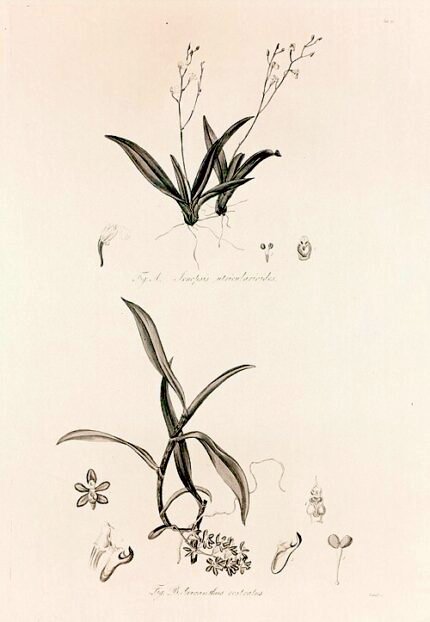 Orchidee bloemen van Cleisostoma rostratum in wit en geel op groene bladeren.