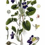 Paarse en witte Viola odorata bloemen met groene bladeren.