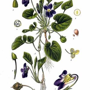 Paarse en witte Viola odorata bloemen met groene bladeren.