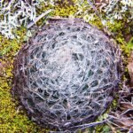 Haworthia arachnoidea plant with white web-like patterns on leaves.