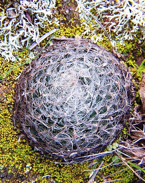 Haworthia arachnoidea plant with white web-like patterns on leaves.