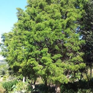 Widdringtonia nodiflora in Cape Town landschap met heldere lucht.