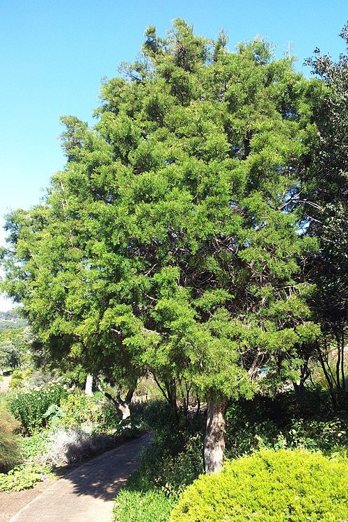 Widdringtonia nodiflora in Cape Town landschap met heldere lucht.