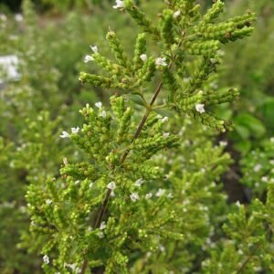 Origanum syriacum plant met groene bladeren en paarse bloemen.