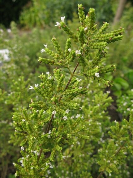 Origanum syriacum plant met groene bladeren en paarse bloemen.