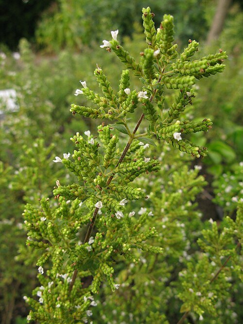 Origanum syriacum plant met groene bladeren en paarse bloemen.