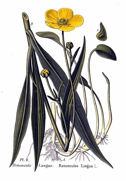 Grote boterbloem met gele bloemblaadjes en groen blad in close-up.