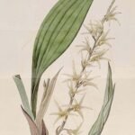 Eria javanica orchidee met witte bloemen op houten achtergrond.