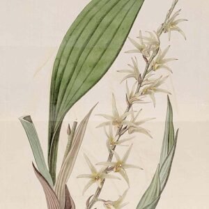 Eria javanica orchidee met witte bloemen op houten achtergrond.