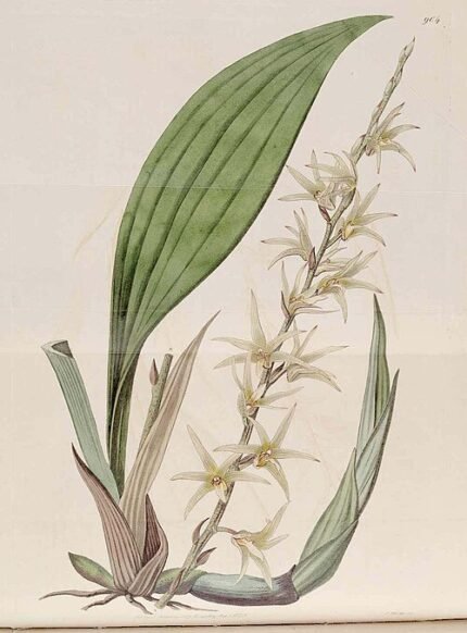 Eria javanica orchidee met witte bloemen op houten achtergrond.