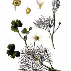 Fijne waterranonkel plant met groene bladeren en witte bloemen.