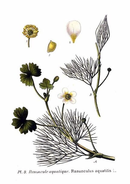 Fijne waterranonkel plant met groene bladeren en witte bloemen.