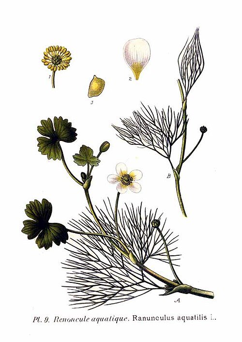 Fijne waterranonkel plant met groene bladeren en witte bloemen.