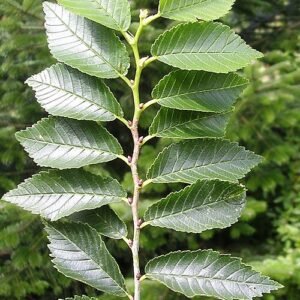 Green Ulmus 'Plinio' leaves in natural setting.