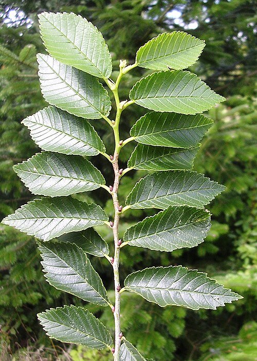 Green Ulmus 'Plinio' leaves in natural setting.
