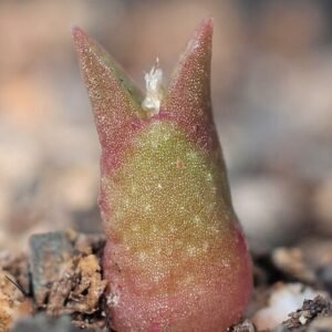 Astrophytum caput-medusae cactus in terracotta pot on wooden table.