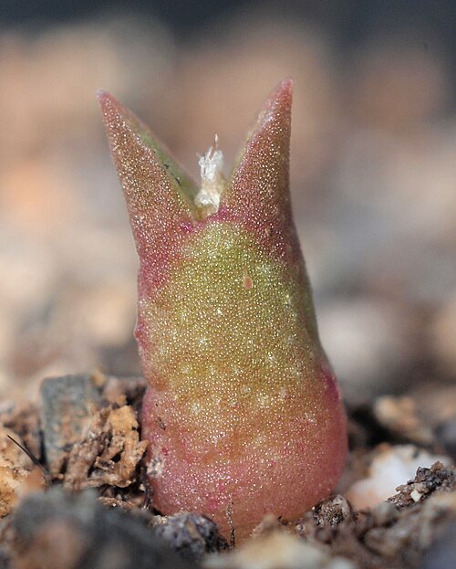 Astrophytum caput-medusae cactus in terracotta pot on wooden table.