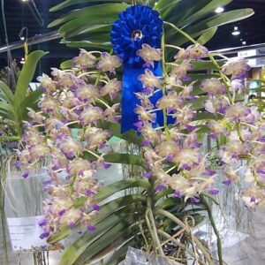 Perreiraara orchidee in bloei op tentoonstelling, Bangkok 2016.