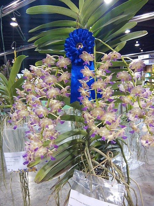 Perreiraara orchidee in bloei op tentoonstelling, Bangkok 2016.