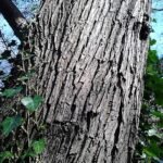 Diep paarse bast van de Ulmus 'Purpurea'-boom in Warriston Cemetery, Edinburgh.