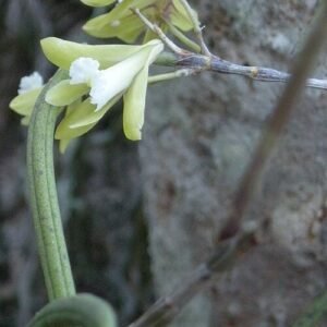 Dendrobium bowmanii orchidee met witte bloemen en groene bladeren.