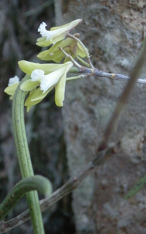 Dendrobium bowmanii orchidee met witte bloemen en groene bladeren.
