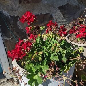 Rode bloem en plant van Pelargonium peltatum in close-upweergave.
