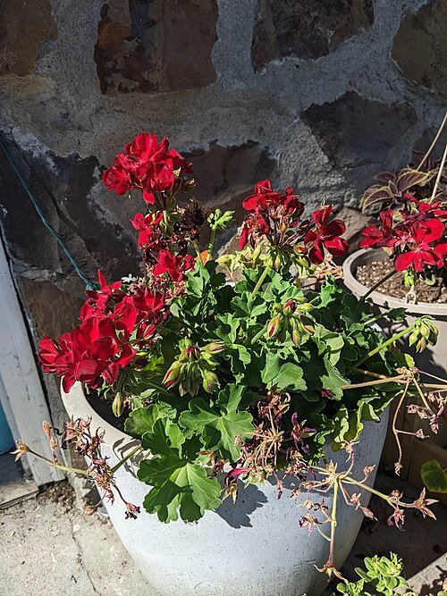 Rode bloem en plant van Pelargonium peltatum in close-upweergave.