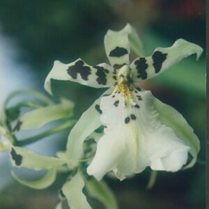 Beallara Tropic Splendor orchidee in paarse en gele tinten.