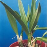 Laelia gouldiana orchidee met witte en paarse bloembladen en groene bladeren.