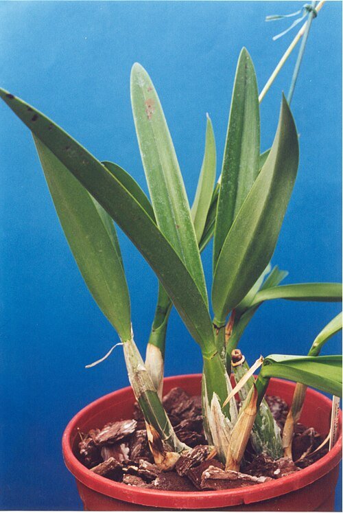 Laelia gouldiana orchidee met witte en paarse bloembladen en groene bladeren.