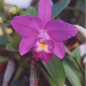 Laeliocattleya Secret Love orchidee met paarse en witte bloemblaadjes op houten achtergrond.