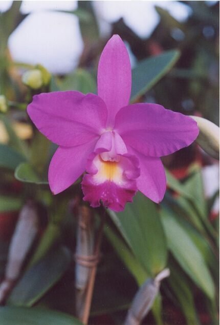 Laeliocattleya Secret Love orchidee met paarse en witte bloemblaadjes op houten achtergrond.