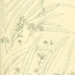Close-up of Eucalyptus pilligaensis leaves and flowers in detailed view.