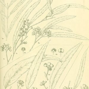 Close-up of Eucalyptus pilligaensis leaves and flowers in detailed view.