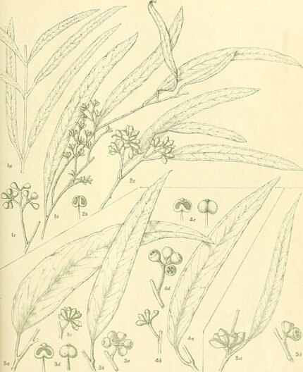 Close-up of Eucalyptus pilligaensis leaves and flowers in detailed view.