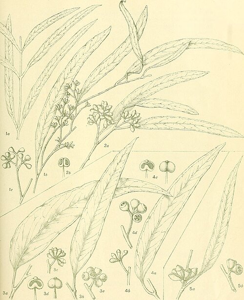 Close-up of Eucalyptus pilligaensis leaves and flowers in detailed view.