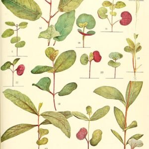 Botanische illustratie van Corymbia haematoxylon met rode bloemen en groene bladeren.