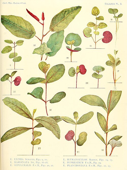 Botanische illustratie van Corymbia haematoxylon met rode bloemen en groene bladeren.
