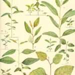 Silver-leaved Eucalyptus cambageana tree with grey bark on white background.