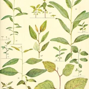 Silver-leaved Eucalyptus cambageana tree with grey bark on white background.