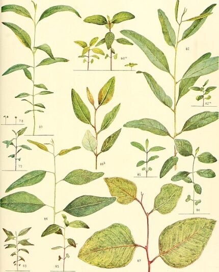 Silver-leaved Eucalyptus cambageana tree with grey bark on white background.