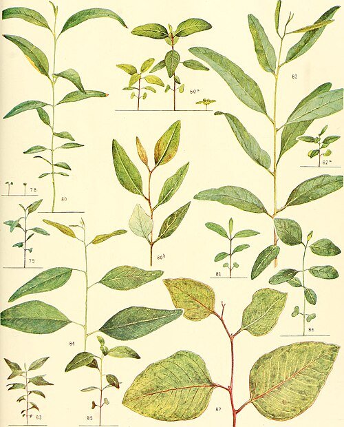 Silver-leaved Eucalyptus cambageana tree with grey bark on white background.