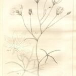 Callirhoe digitata plant met paarse bloemen en groene bladeren op botanische illustratie.