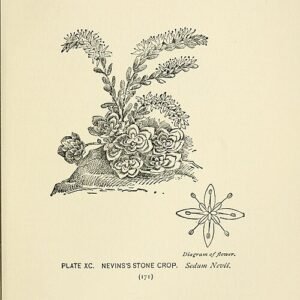 Sedum nevii plant met groene sappige bladeren en witte bloemen op natuurlijke achtergrond.