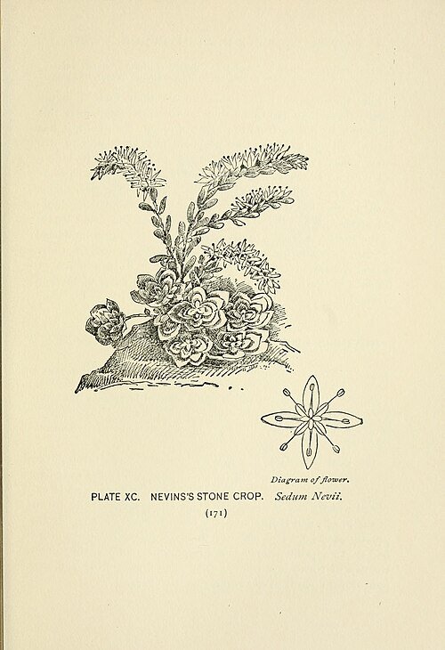 Sedum nevii plant met groene sappige bladeren en witte bloemen op natuurlijke achtergrond.