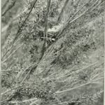 Banksia 'Yellow Wing' botanische illustratie uit 1910 met heldergele bloemen en groene bladeren.