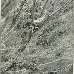 Banksia 'Yellow Wing' botanische illustratie uit 1910 met heldergele bloemen en groene bladeren.